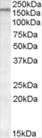 Anti-ABCA9 antibody produced in goat