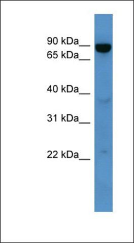 Anti-ABCB10 antibody produced in rabbit