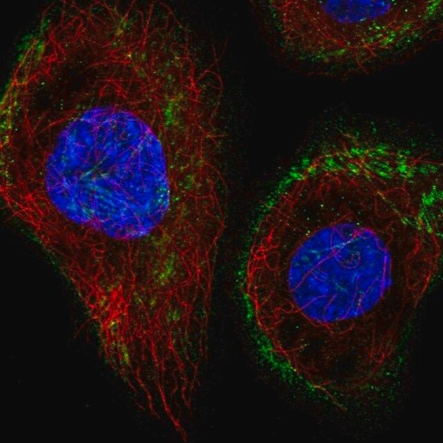 Anti-43351 antibody produced in rabbit