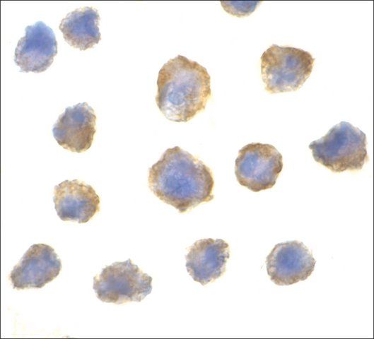 Anti-4E-BP1 antibody produced in rabbit