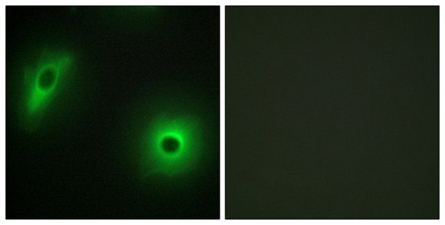 Anti-14-3-3  antibody produced in rabbit