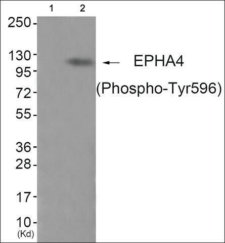 Anti-phospho-EPHA4 (pTyr<sup>596</sup>) antibody produced in rabbit