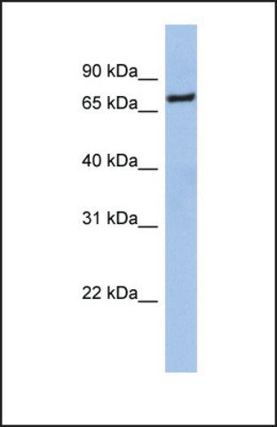 Anti-NFE2L1 antibody produced in rabbit