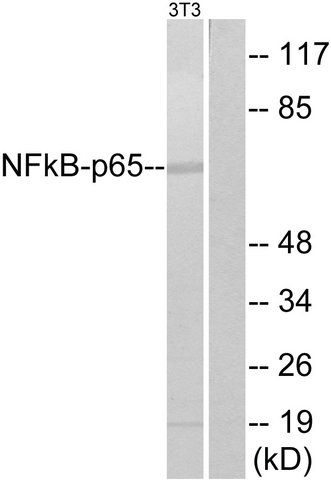 Anti-NF-B p65 antibody produced in rabbit