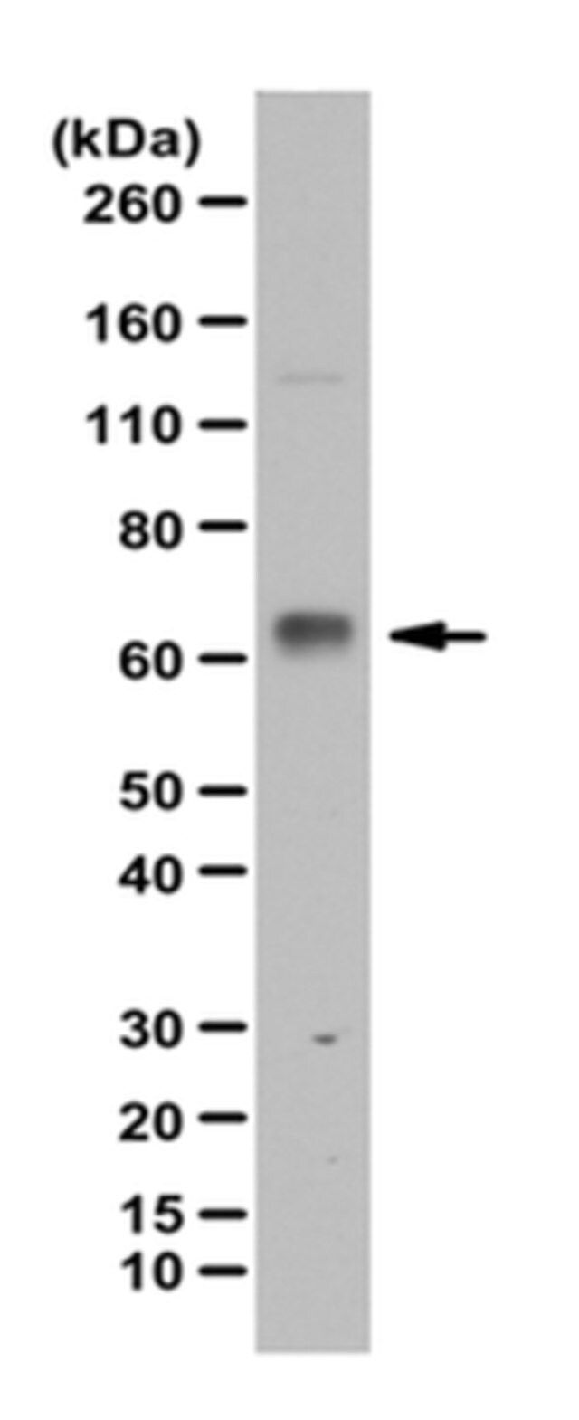 Anti-phospho NFkB p65 Antibody, (Ser547)