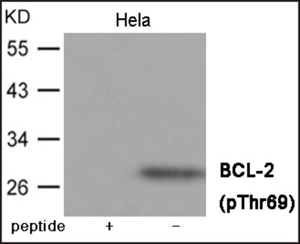 Anti-phospho-BCL-2 (pThr<sup>69</sup>) antibody produced in rabbit