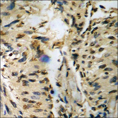 Anti-phospho-c-Jun (pThr<sup>93</sup>) antibody produced in rabbit