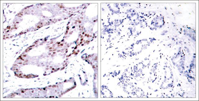 Anti-JUN (Ab-73) antibody produced in rabbit