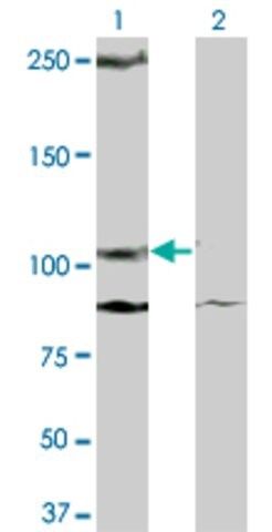 ANTI-KIT antibody produced in mouse