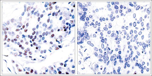 Anti-JUN (Ab-239) antibody produced in rabbit