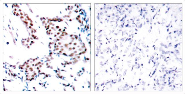 Anti-JUN (Ab-170) antibody produced in rabbit