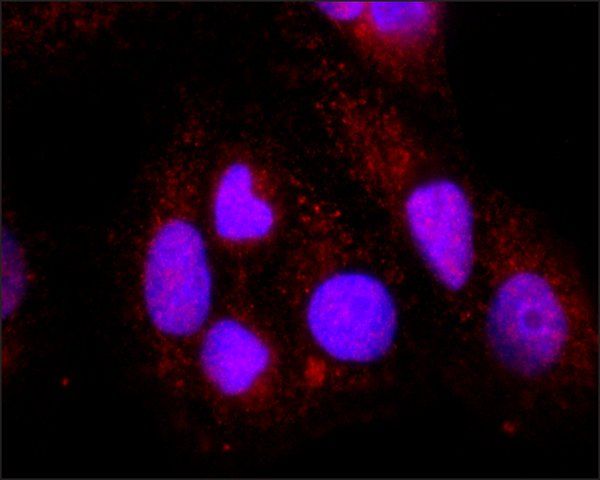 Anti-JAK2 antibody, Mouse monoclonal