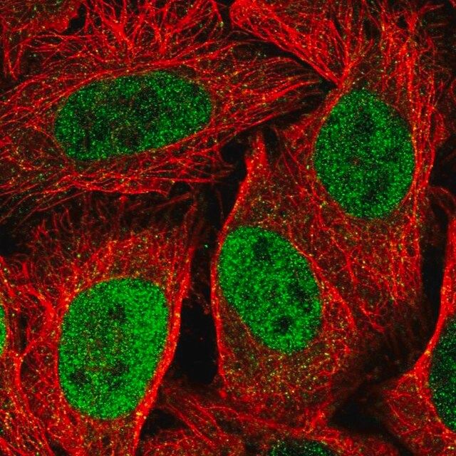 Anti-KIF23 antibody produced in rabbit