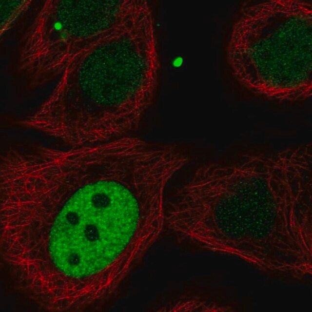 Anti-KIF23 antibody produced in rabbit