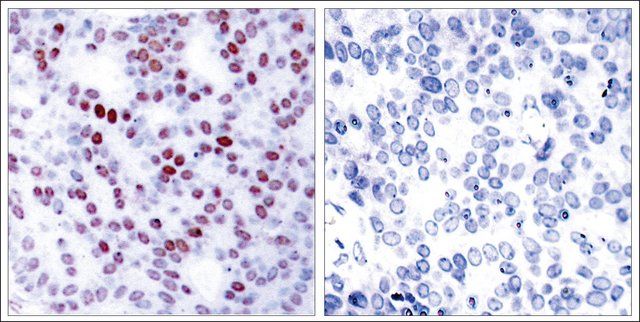 Anti-JUN (Ab-243) antibody produced in rabbit