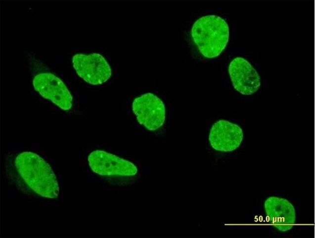 Anti-KHDRBS1 antibody produced in mouse