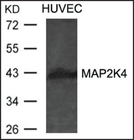 Anti-MAP2K4 antibody produced in rabbit