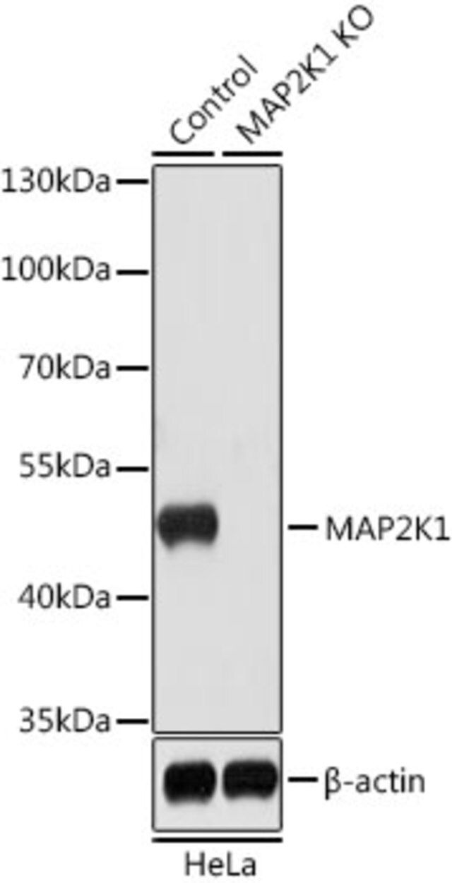 Anti-MAP2K1 antibody produced in rabbit