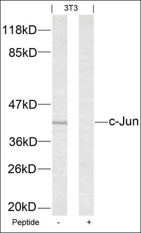 Anti-JUN (Ab-63) antibody produced in rabbit