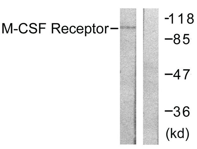 Anti-M-CSF Receptor antibody produced in rabbit