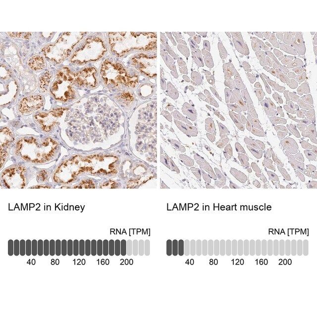 Anti-LAMP2 antibody produced in rabbit