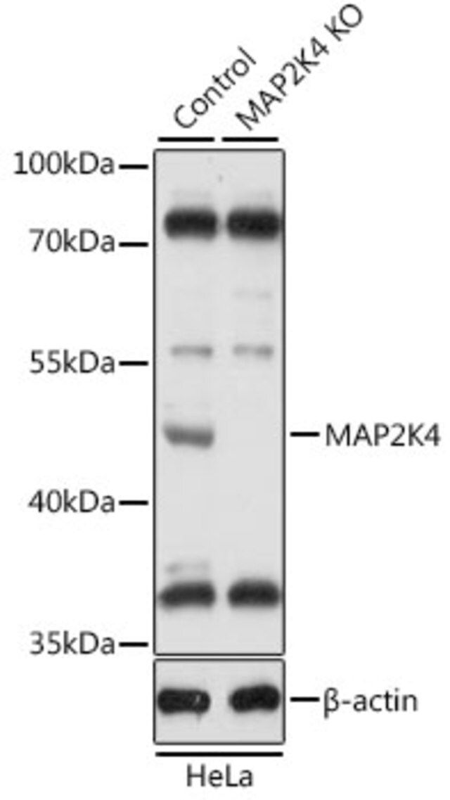 Anti-MAP2K4 antibody produced in rabbit