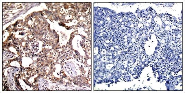 Anti-MAP2K4 (Ab-80) antibody produced in rabbit