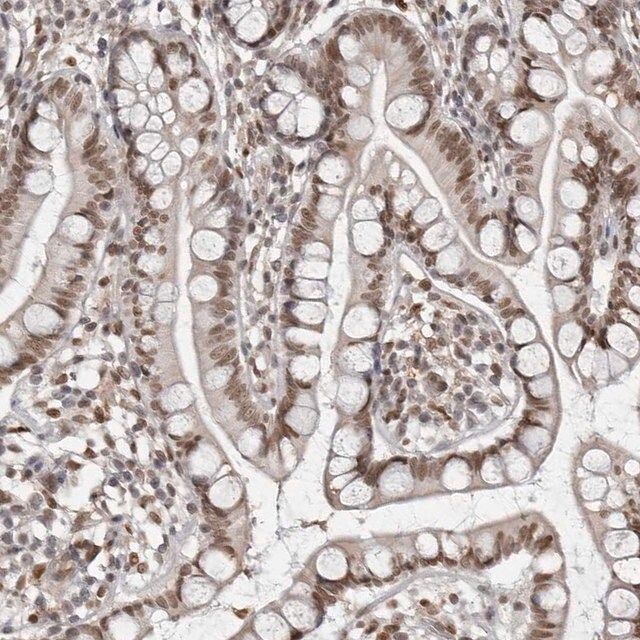 Anti-MAF antibody produced in rabbit