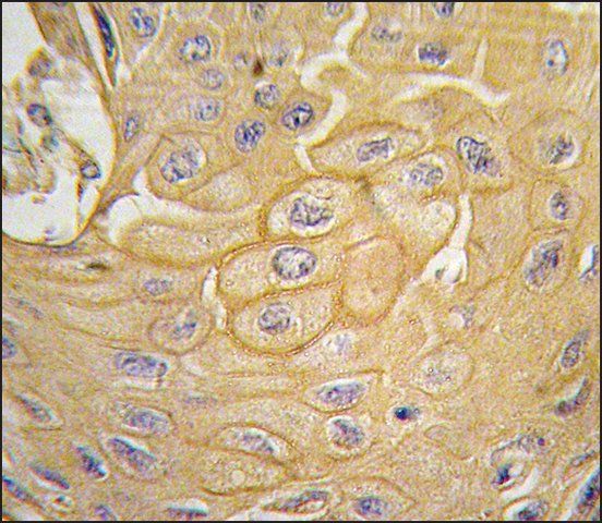 Anti-MCK10 antibody produced in rabbit