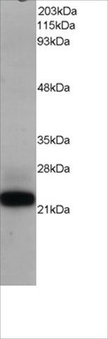 Anti-MAX antibody produced in goat