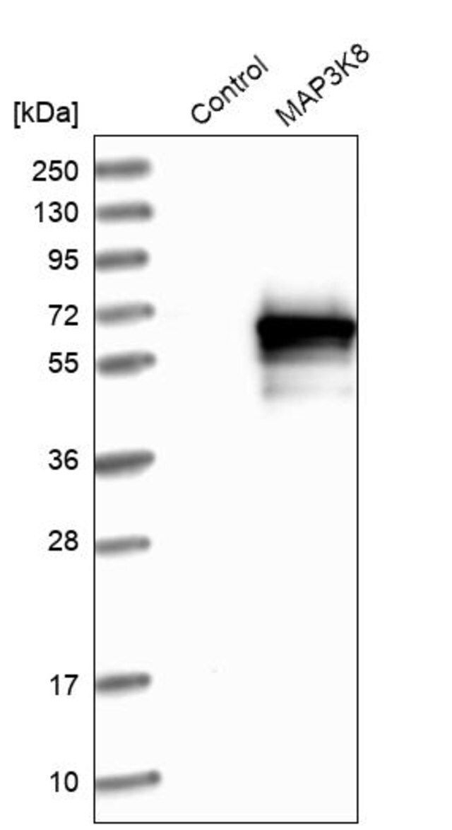 Anti-MAP3K8 antibody produced in rabbit