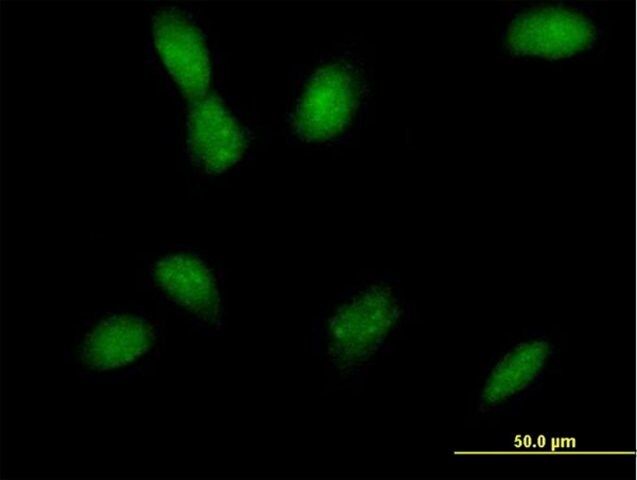 Anti-MAP2K4 antibody produced in mouse