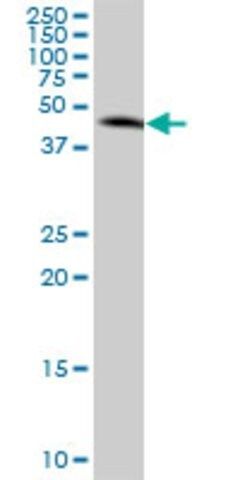 Anti-MAP2K3 antibody produced in mouse