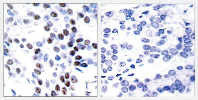 Anti-JUN (Ab-93) antibody produced in rabbit