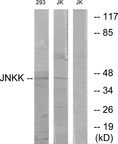 Anti-JNKK, C-Terminal antibody produced in rabbit