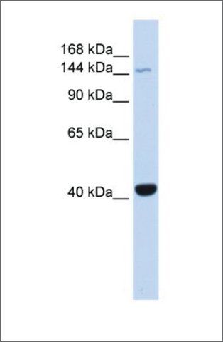 Anti-JAK3 antibody produced in rabbit