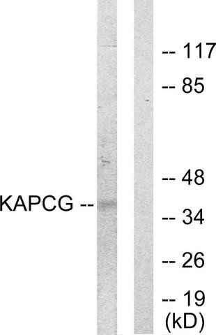 Anti-KAPCG antibody produced in rabbit