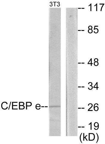 Anti-CEBPE antibody produced in rabbit