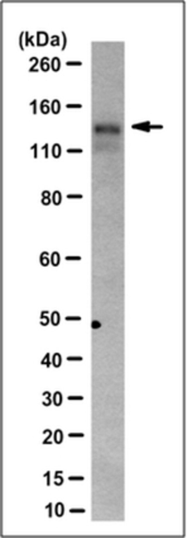 Anti-c-Ret Antibody, clone 6F3.1