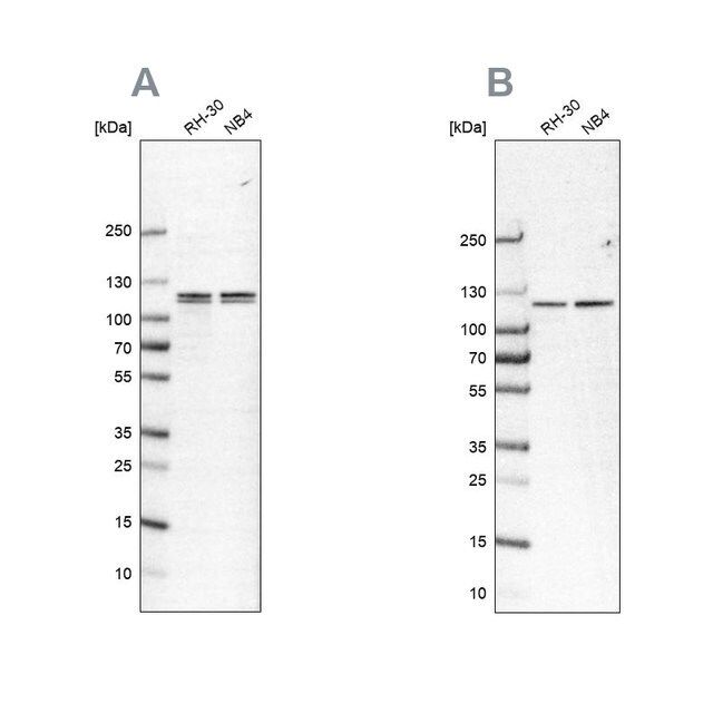 Anti-CAPRIN1 antibody produced in rabbit