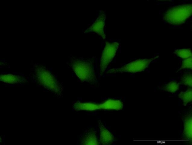 Anti-CCND1 antibody produced in mouse