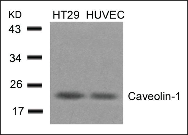 Anti-CAV1 (Ab-14) antibody produced in rabbit