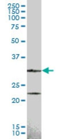 Anti-CCND2 antibody produced in mouse