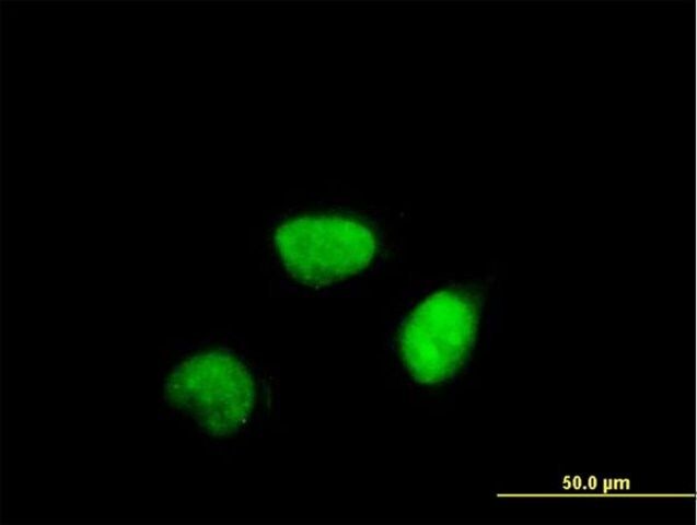 Anti-CCNA2 antibody produced in mouse