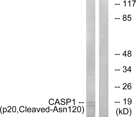 Anti-CASP1 (p20, Cleaved-Asn<sup>120</sup>) antibody produced in rabbit