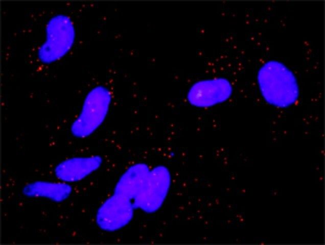 Anti-CCND3 antibody produced in rabbit