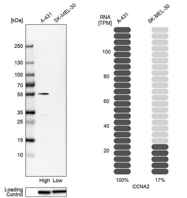 Anti-CCNA2 antibody produced in rabbit