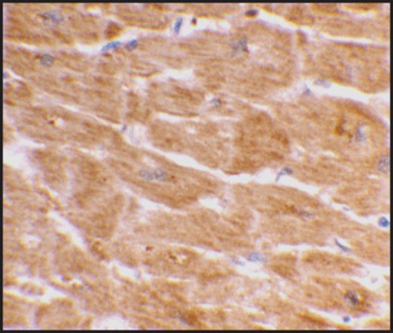 Anti-Caspase-1 (ab1) antibody produced in rabbit