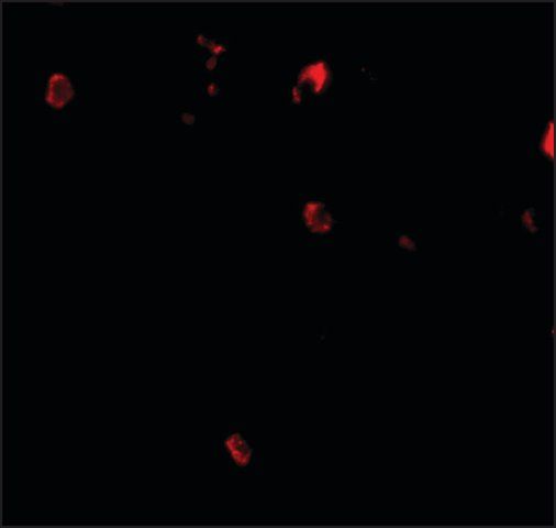 Anti-CBL antibody produced in rabbit