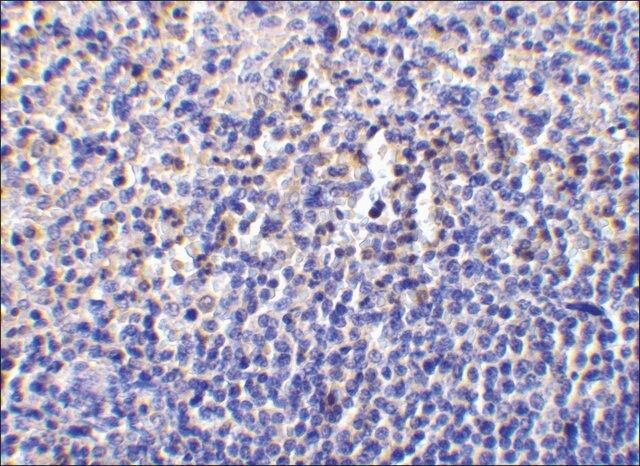 Anti-Caspase-1 (ab2) antibody produced in rabbit